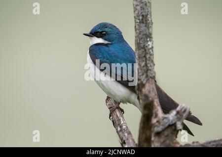 Un albero inghiottito appollaiato su un ramo Foto Stock