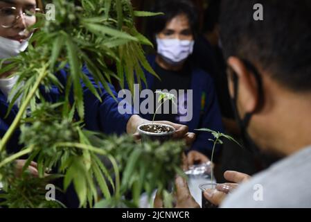 12 giugno 2022, Samut Prakan, Thailandia: L'atmosfera dell'evento ''Cannabis Samut Prakan'' dopo che il governo ha annunciato il rilascio dello status di droga a Cannabis il 9 giugno 2022, che all'evento erano distributori di piante di Cannabis, O la vendita di prodotti trasformati estratti da Cannabis, ha guadagnato l'attenzione della gente, al magazzino su Thepharak Road, Samut Prakan Province.Cannabis in Thailandia sarà utilizzato per il reddito medico, medico, economico, dove le persone possono coltivare cannabis per il consumo, Tetrahydroconnabinol (THC) superiore al 0,2% è considerato una droga. E illegale. (Credito Foto Stock