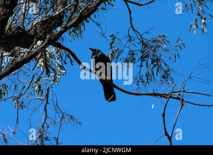 Un corvo australiano (Corvus coronoides) arroccato su un albero a Sydney, NSW, Australia (Foto di Tara Chand Malhotra) Foto Stock