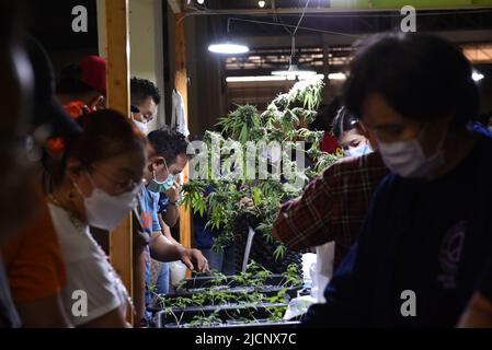 12 giugno 2022, Samut Prakan, Thailandia: L'atmosfera dell'evento ''Cannabis Samut Prakan'' dopo che il governo ha annunciato il rilascio dello status di droga a Cannabis il 9 giugno 2022, che all'evento erano distributori di piante di Cannabis, O la vendita di prodotti trasformati estratti da Cannabis, ha guadagnato l'attenzione della gente, al magazzino su Thepharak Road, Samut Prakan Province.Cannabis in Thailandia sarà utilizzato per il reddito medico, medico, economico, dove le persone possono coltivare cannabis per il consumo, Tetrahydroconnabinol (THC) superiore al 0,2% è considerato una droga. E illegale. (Credito Foto Stock