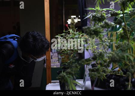 12 giugno 2022, Samut Prakan, Thailandia: L'atmosfera dell'evento ''Cannabis Samut Prakan'' dopo che il governo ha annunciato il rilascio dello status di droga a Cannabis il 9 giugno 2022, che all'evento erano distributori di piante di Cannabis, O la vendita di prodotti trasformati estratti da Cannabis, ha guadagnato l'attenzione della gente, al magazzino su Thepharak Road, Samut Prakan Province.Cannabis in Thailandia sarà utilizzato per il reddito medico, medico, economico, dove le persone possono coltivare cannabis per il consumo, Tetrahydroconnabinol (THC) superiore al 0,2% è considerato una droga. E illegale. (Credito Foto Stock