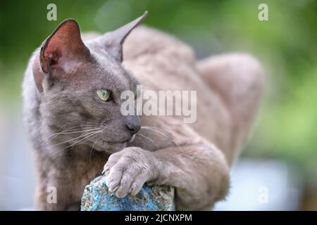 Grande grigio arrabbiato guardando Sphinx razza parassita gatto poggiando su stufato all'aperto in estate Foto Stock