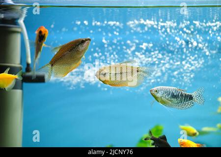Pesci esotici colorati che nuotano nell'acquario d'acqua blu profondo con piante tropicali verdi Foto Stock