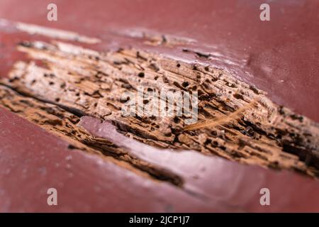 Il pavimento in legno di una vecchia casa è mangiato da termiti e scarafaggi primo piano Foto Stock