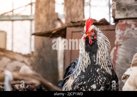 Un bel gallo guarda da vicino nella cornice Foto Stock