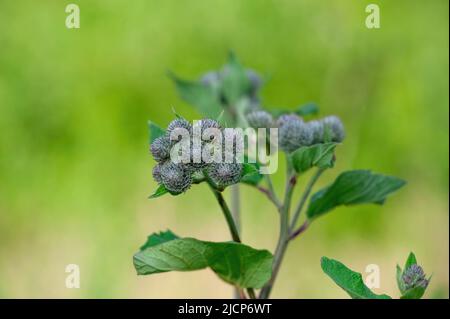 Burdock pianta fiore erbe medicinali primo piano Foto Stock