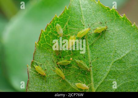 Collonia afida su foglia. Greenfly o Green apid Garden parassita insetto Pest Macro su sfondo verde Foto Stock