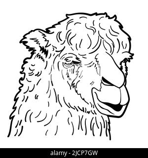 Disegno di un ritratto di alpaca, disegno a mano, illustrazione vettoriale Illustrazione Vettoriale