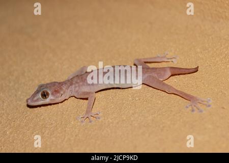 Giovane casa mediterranea Gecko (Hemidactylus turcicus) la cui coda è cresciuta Foto Stock