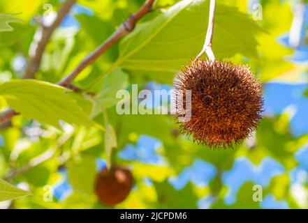 Platano, foglie di sicomoro e fiori isolati su sfondo naturale. Palline di seme di albero di Londra in un parco estivo. Frutti di sicomoro americano piano Foto Stock