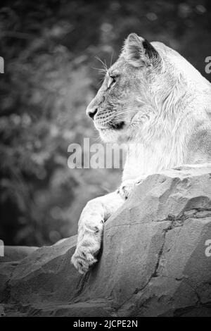 Leonessa bianca con sdraiato su una roccia. Predatore rilassato. Foto animale del grande gatto. Foto Stock