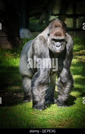 Gorilla, parte posteriore in argento. La grande scimmia erbivora è impressionante e forte. Specie in pericolo. Foto animali in natura Foto Stock