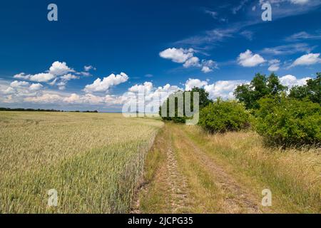 Un percorso polveroso intorno al campo in primavera sotto il cielo blu con le nuvole. Foto Stock