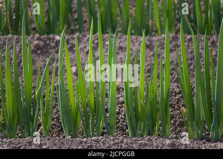 Fila singola di cipolline giapponesi naganegi in un campo Foto Stock