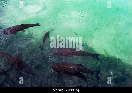 Il pesce carpa nuota nella vista dall'alto del lago attraverso l'acqua. Pesce enorme della famiglia carpe nel lago. Laghi di Plitvice, Croazia Foto Stock