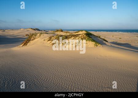 Gulf Croton e la spiaggia mattina gloria o ferrovia vite che crescono sui foredunes a South Padre Island, Texas. Foto Stock