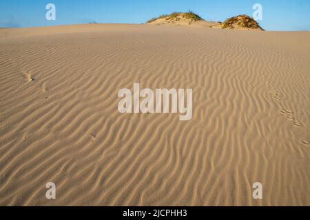 I modelli di ondulazione sui predoni a South Padre Island, Texas. Foto Stock