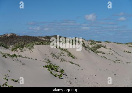 Gloria Beach Morning o ferrovia vite e Gulf Croton che crescono sui foredunes a Boca Chica Beach a Brazos Island, Texas. Foto Stock