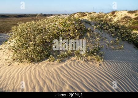 Gulf Croton, Croton punctatus, chiamato anche tè-spiaggia, che cresce sui predunes a South Padre Island, Texas. Foto Stock