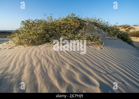 Gulf Croton, Croton punctatus, chiamato anche tè-spiaggia, che cresce sui predunes a South Padre Island, Texas. Foto Stock