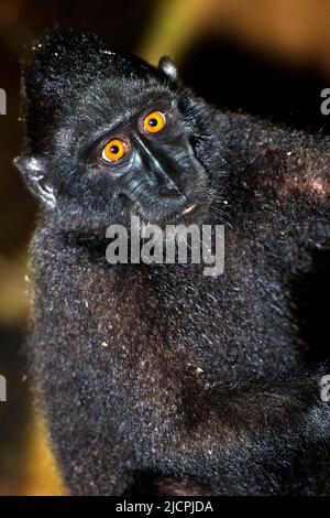 Macaque, Celebes Crested Macaque, Crested Black Macaque, Macaca nigra, Tangkoko Riserva Naturale, Nord Sulawesi, Indonesia, Asia Foto Stock