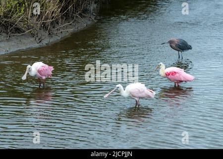 Tre cucchiaini di Roseate, Platalea ajaja, che si nutrono in una palude di mangrovie con un Egret rossastro. South Padre Island, Texas. Foto Stock