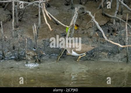 Un Sandpiper macularius, Actitis macularius, che vado in una palude nera di mangrovie a South Padre Island, Texas. Foto Stock