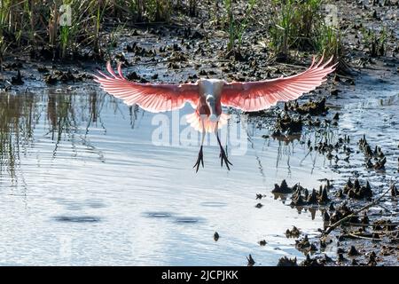 Una spatola Roseate, Platalea ajaja, arriva a atterrare in una palude paludosa al South Padre Island Birding Center in Texas. Foto Stock