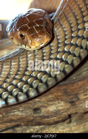 Mozambico Spitting Cobra, Naja mossambica, Kasane, Parco Nazionale di Chobe, Botswana, Africa Foto Stock