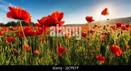 campo di papavero di granoturco in fiore in una giornata di sole. meraviglioso paesaggio estivo in carpazi montagne. bella natura sfondo con fiori rossi Foto Stock