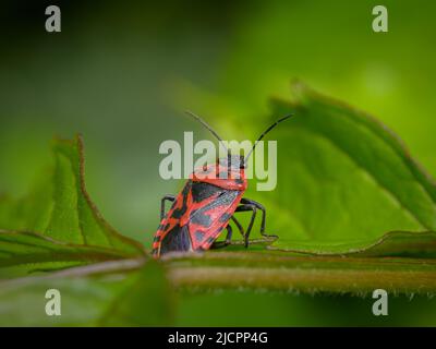 Un bug rosso nero di cavolo (Euridema ventralis) seduto su una foglia, giorno di sole in primavera, Vienna (Austria) Foto Stock