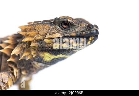 Colpo di testa di Armadillo girled lucertola, Ouroborus cataphractus, isolato su bianco Foto Stock