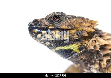 Colpo di testa di Armadillo girled lucertola, Ouroborus cataphractus, isolato su bianco Foto Stock