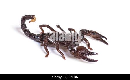 Vista laterale dello scorpione dell'imperatore giuvenile, impermeabile di Pandino, isolato Foto Stock