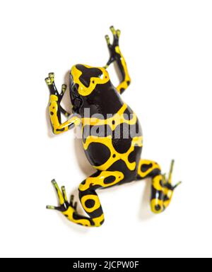 Vista alta di rana velenosa a bande gialle, Dendrobates leucomelas Foto Stock