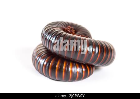 Millipede africano gigante, Archispirostreptus gigas, Foto Stock