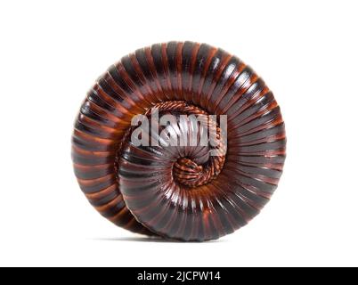 Millipede africano gigante arrotolato in posizione di difesa, Archispirostreptus gigas, Foto Stock