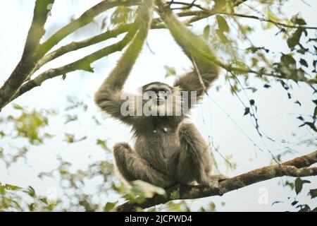 Ritratto di un gibbone Javan (Moloch Hylobates, gibbone argenteo) nel Parco Nazionale di Gunung Halimun Salak a Giava Occidentale, Indonesia. Foto Stock