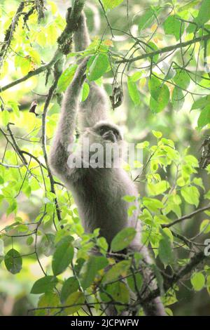 Un gibbone Javan (Hylobates moloch, gibbone argenteo) che foraging in Gunung Halimun Salak National Park a West Java, Indonesia. Foto Stock