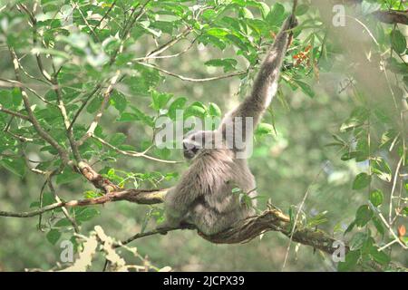 Un gibbone Javan (Hylobates moloch, gibbone argenteo) nel Parco Nazionale di Gunung Halimun Salak a Giava Occidentale, Indonesia. Foto Stock