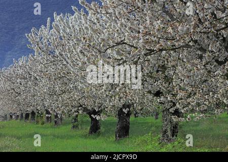 France, Vaucluse; Cherry orchard in bloom Stock Photo