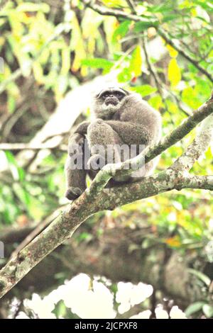 Ritratto di un gibbone Javan (Moloch Hylobates, gibbone argenteo) nel Parco Nazionale di Gunung Halimun Salak a Giava Occidentale, Indonesia. Foto Stock