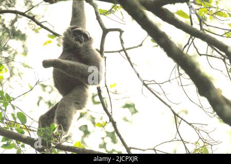 Un gibbone Javan (Hylobates moloch, gibbone argenteo) nel Parco Nazionale di Gunung Halimun Salak a Giava Occidentale, Indonesia. Foto Stock