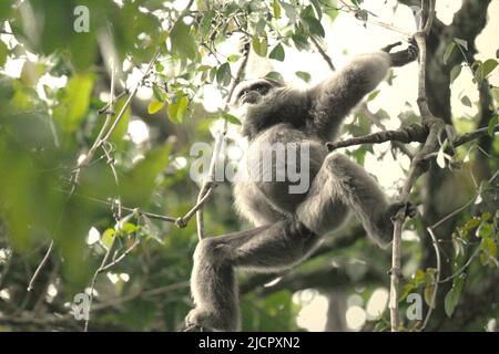 Un gibbone Javan (Hylobates moloch, gibbone argenteo) nel Parco Nazionale di Gunung Halimun Salak a Giava Occidentale, Indonesia. Foto Stock