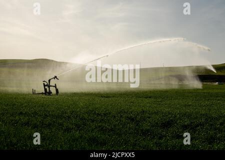 Pistole irrigatore irrigazione sistema irrigazione campo grano Foto Stock