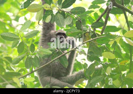 Un gibbone Javan (Hylobates moloch, gibbone argenteo) che foraging in Gunung Halimun Salak National Park a West Java, Indonesia. Foto Stock