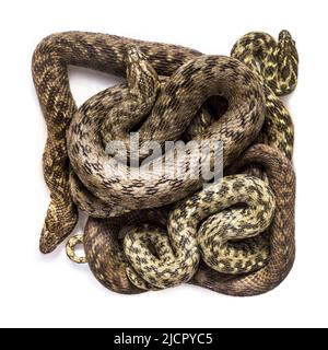 Vista dall'alto sulla pelle di serpente d'acqua di Viperine, Natrix maura, serpente nonvenomous e semiacquatico, isolato su bianco Foto Stock