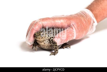 Guanto mano umana che cattura il rospo comune europeo, Bufo bufo, Crapaud commun Foto Stock