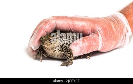 Guanto mano umana che cattura il rospo comune europeo, Bufo bufo, Crapaud commun Foto Stock