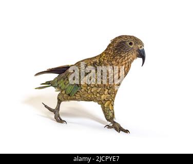 Kea Bird Walking, Nestor notabilis, o pappagallo alpino, isolato su bianco Foto Stock